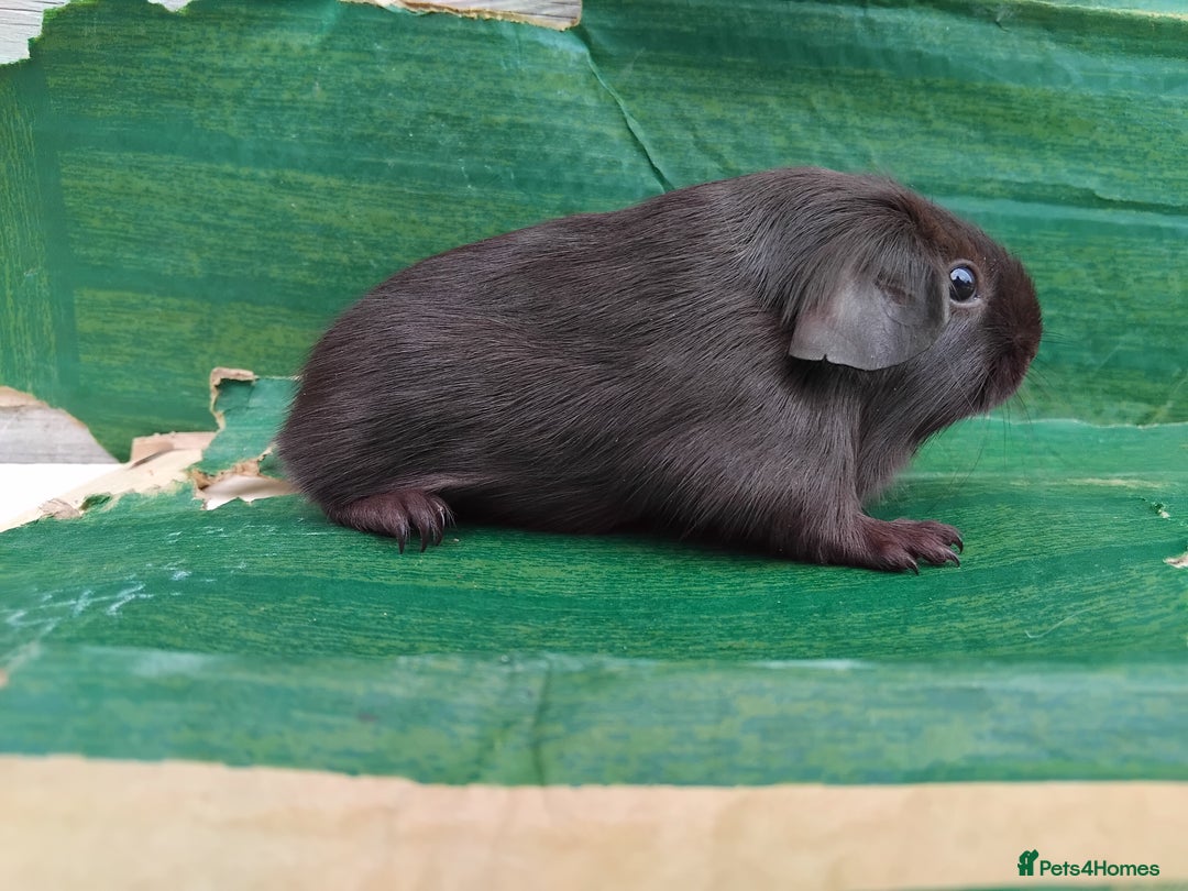 Guinea Pig rodents for sale: Baby Sows. Swiss, Self and Dalmation. - Image 15