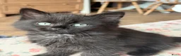 British Longhair cats for sale: Black longhair Kitten🐾 - Advert 8