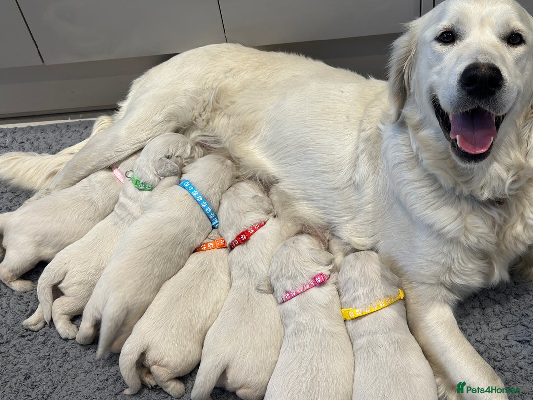 Golden Retriever dogs for sale: Cream Golden Retriever Puppies  - Image 5