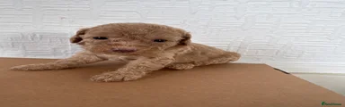 Cockapoo 5