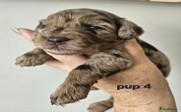 Cockapoo dogs - Advert 9