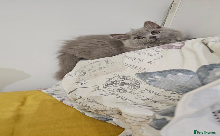 British Longhair cats in Watford - Advert 11