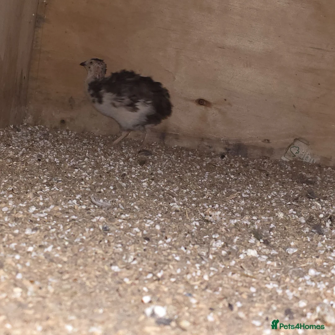Quail poultry for sale: Japanese quail X4 males in Wigan - Advert 3