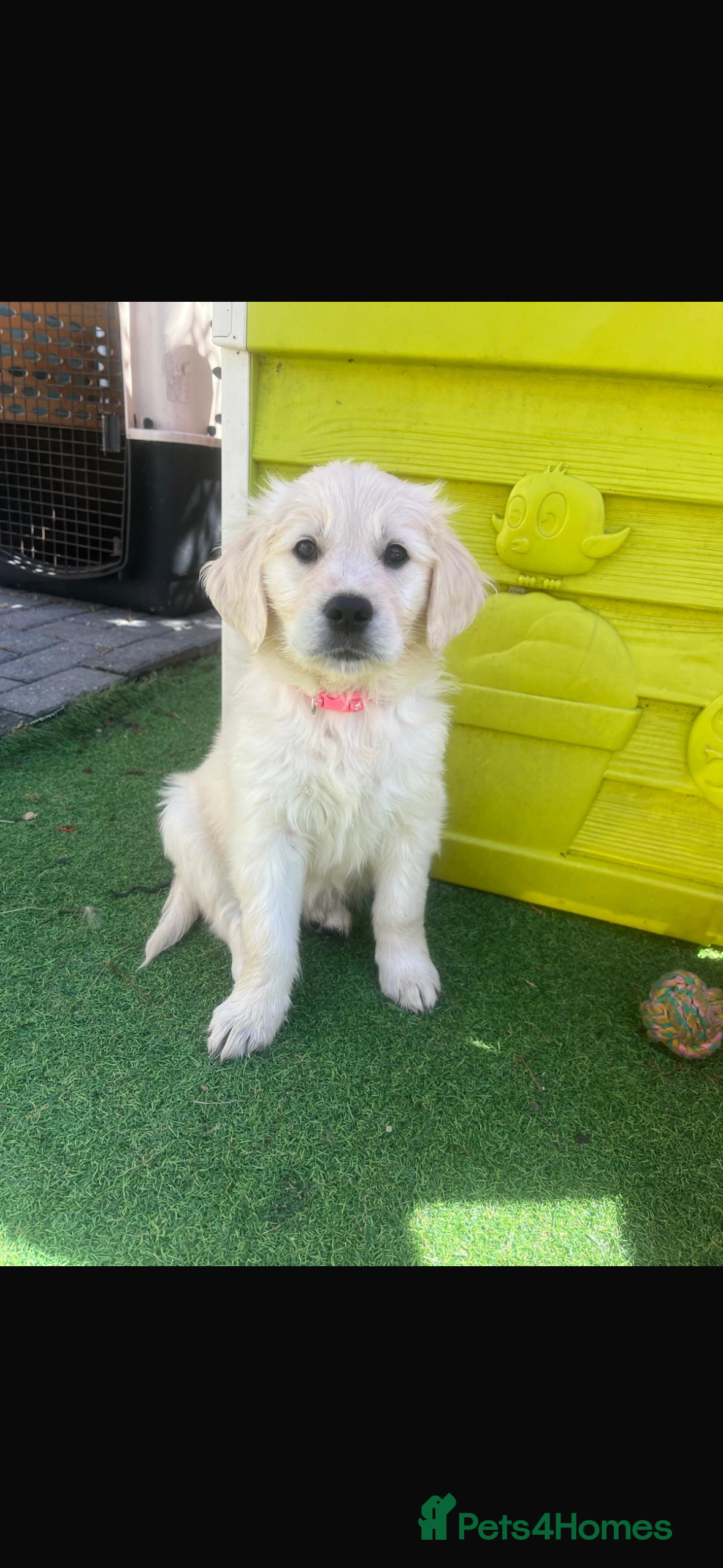 Golden Retriever dogs Gorgeous golden retriever puppies 🐶  - Advert 2