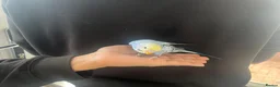 Budgerigars birds for sale: Super hand tamed baby budgies  - Advert 11