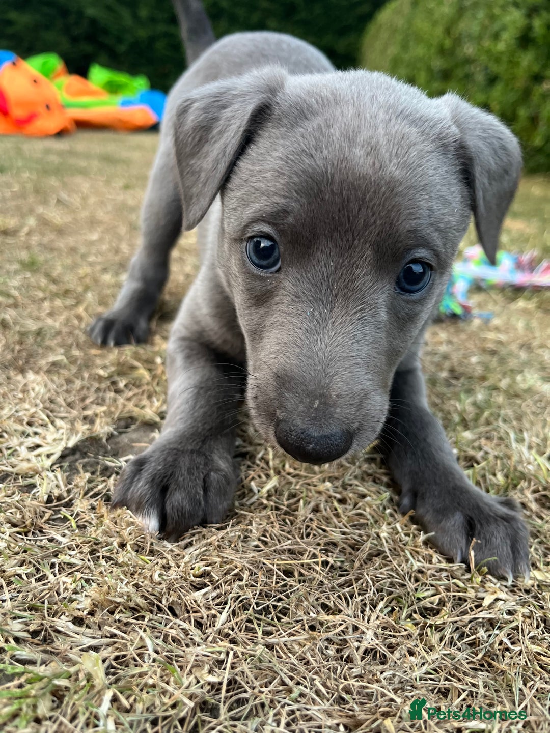 Whippet dogs for sale: 🐾 KC Registered Black Whippet Puppies 🐾 - Image 19
