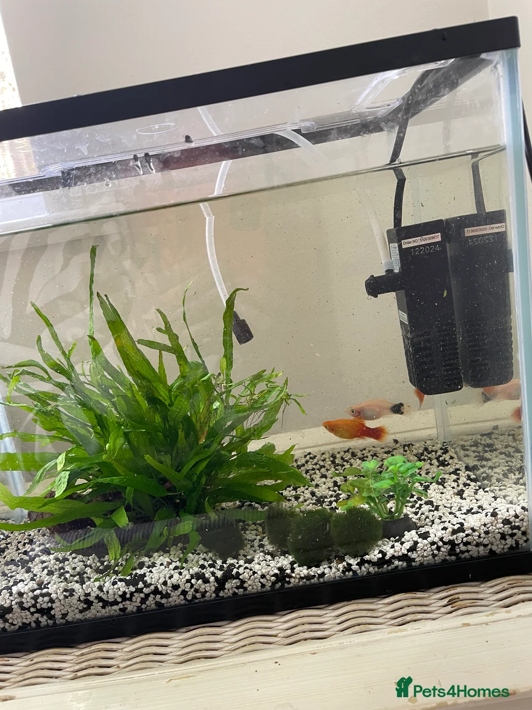 Bettas fish for sale: 3 fish, tank and filter - Advert 4
