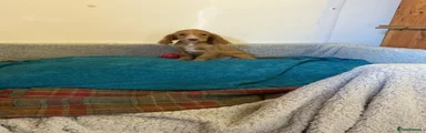 Cocker Spaniel 4