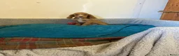 Cocker Spaniel dogs for sale: Cocker spaniel  in Doncaster - Advert 17