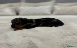 Dachshund dogs for sale: dachshund pups dapple and black & tan - Advert 29