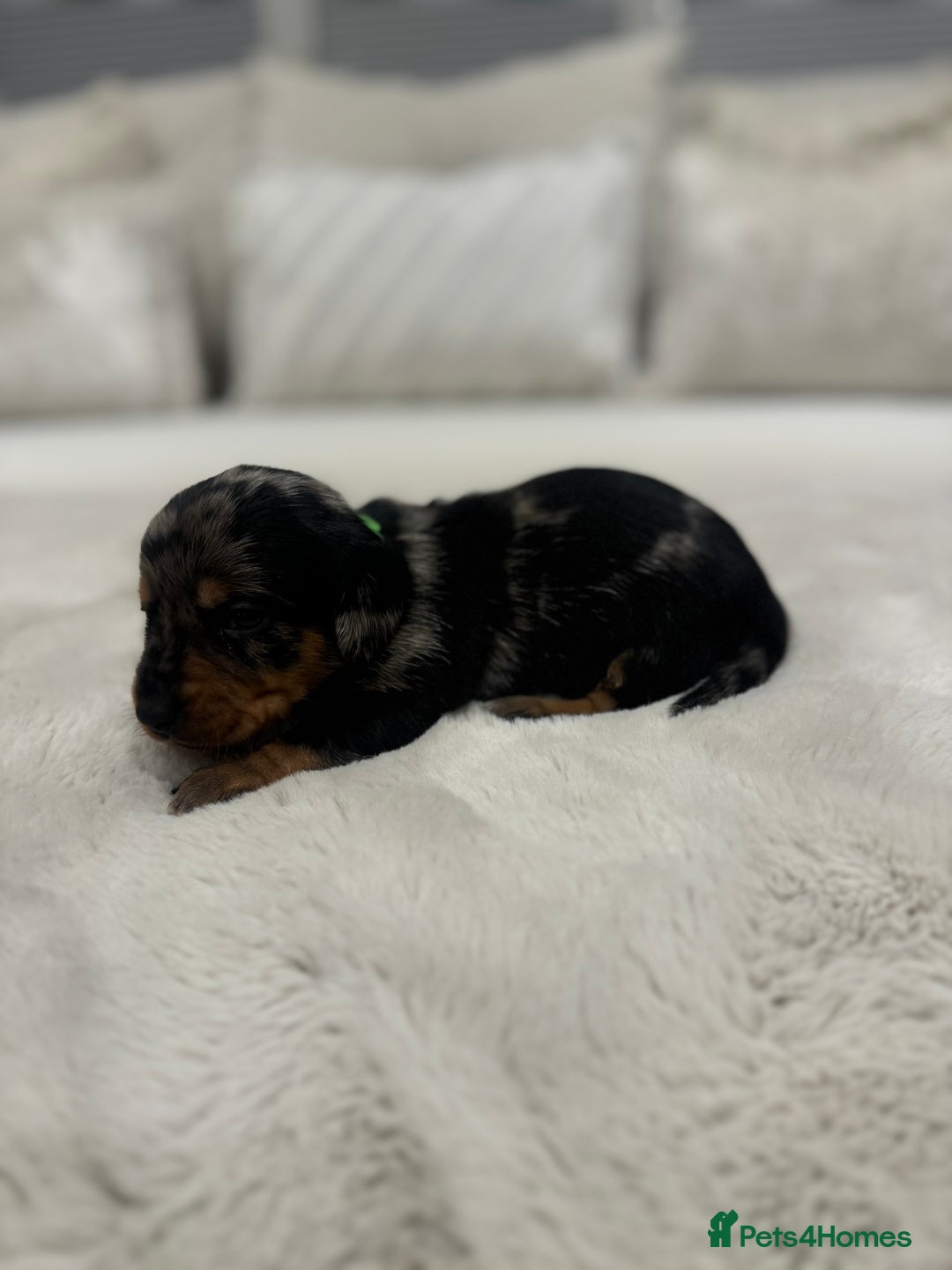 Dachshund dogs for sale: dachshund pups dapple and black & tan - Advert 29