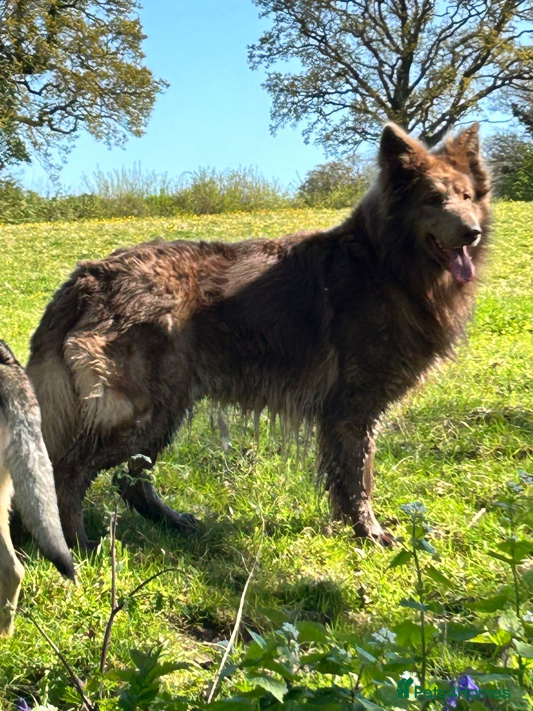 German Shepherd dogs for sale: German shepherd puppies health tested kc reg  in Honiton - Image 8