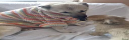 Mixed Breed dogs for adoption: 🐾💛OZZY – From Abandoned Puppy to Best Friend💛🐾 in Nottingham - Advert 31