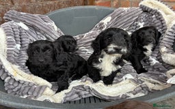 Cockapoo dogs for sale: F1 Adorable CockerPoo Puppies  - Image 3