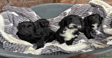 Cockapoo dogs - Advert 9