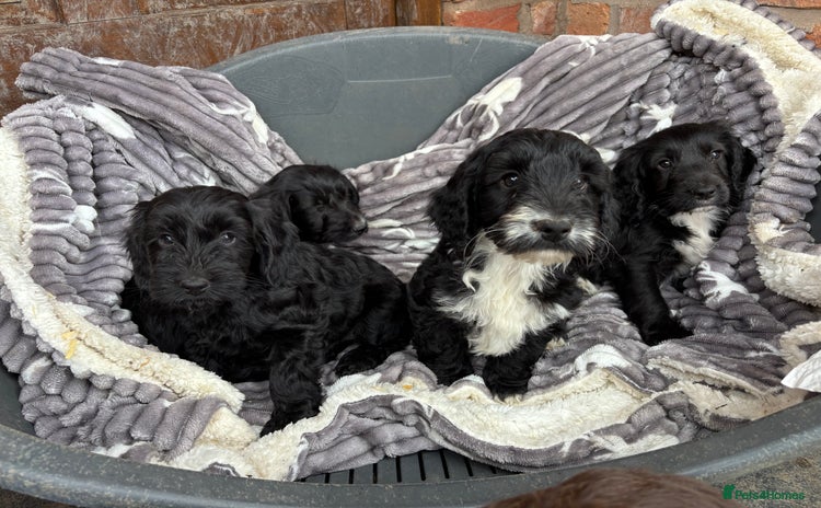 Cockapoo dogs - Advert 1