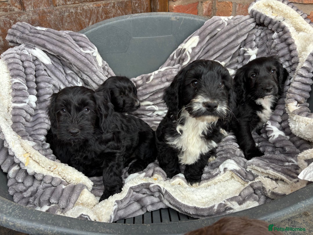 Cockapoo dogs for sale: F1 Adorable CockerPoo Puppies  - Image 3