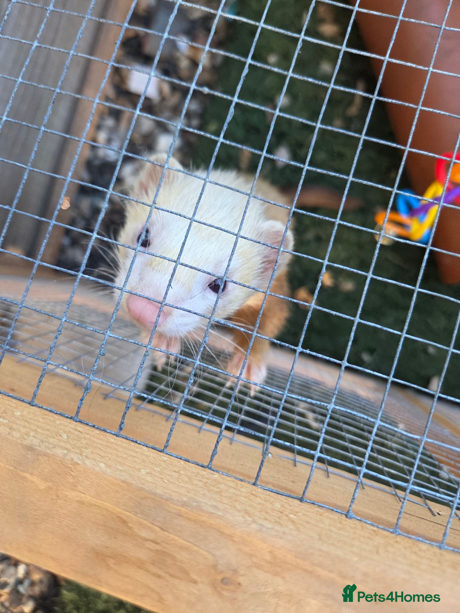 Ferret rodents Ferret - Advert 2