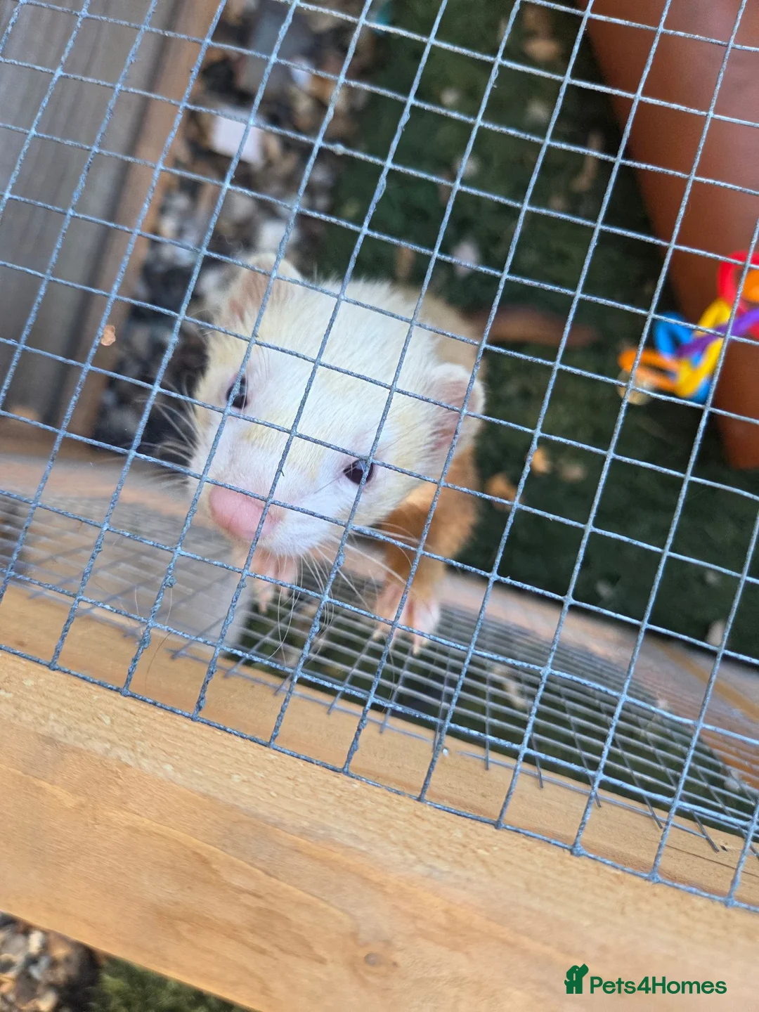 Ferret rodents for sale: Ferret - Advert 1