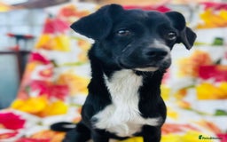 Mixed Breed dogs for adoption: Adorable Anastasia - Image 1