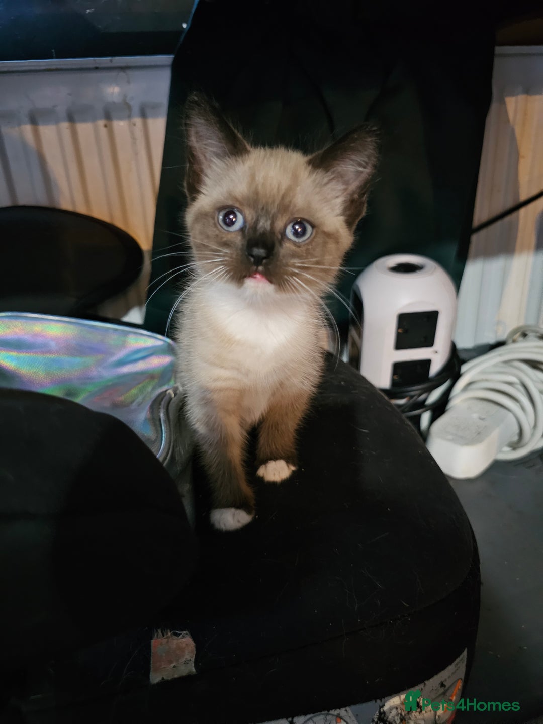 Mixed Breed cats for sale: Adorable kittens for sale - Advert 4