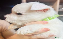 West Highland Terrier dogs for sale: KC Reg Quality West Highland Terrier Puppies  - Image 9