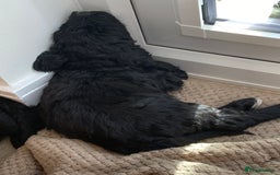 Portuguese Water Dog dogs for sale: Portuguese water dog - Image 8
