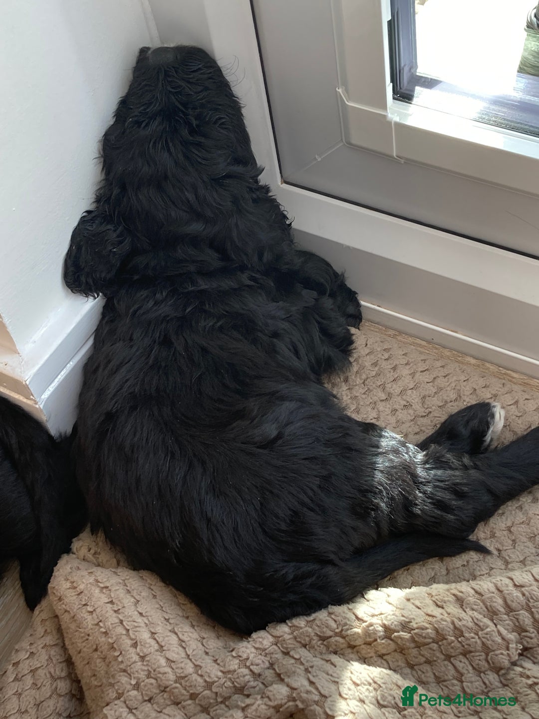 Portuguese Water Dog dogs for sale: Portuguese water dog - Image 8