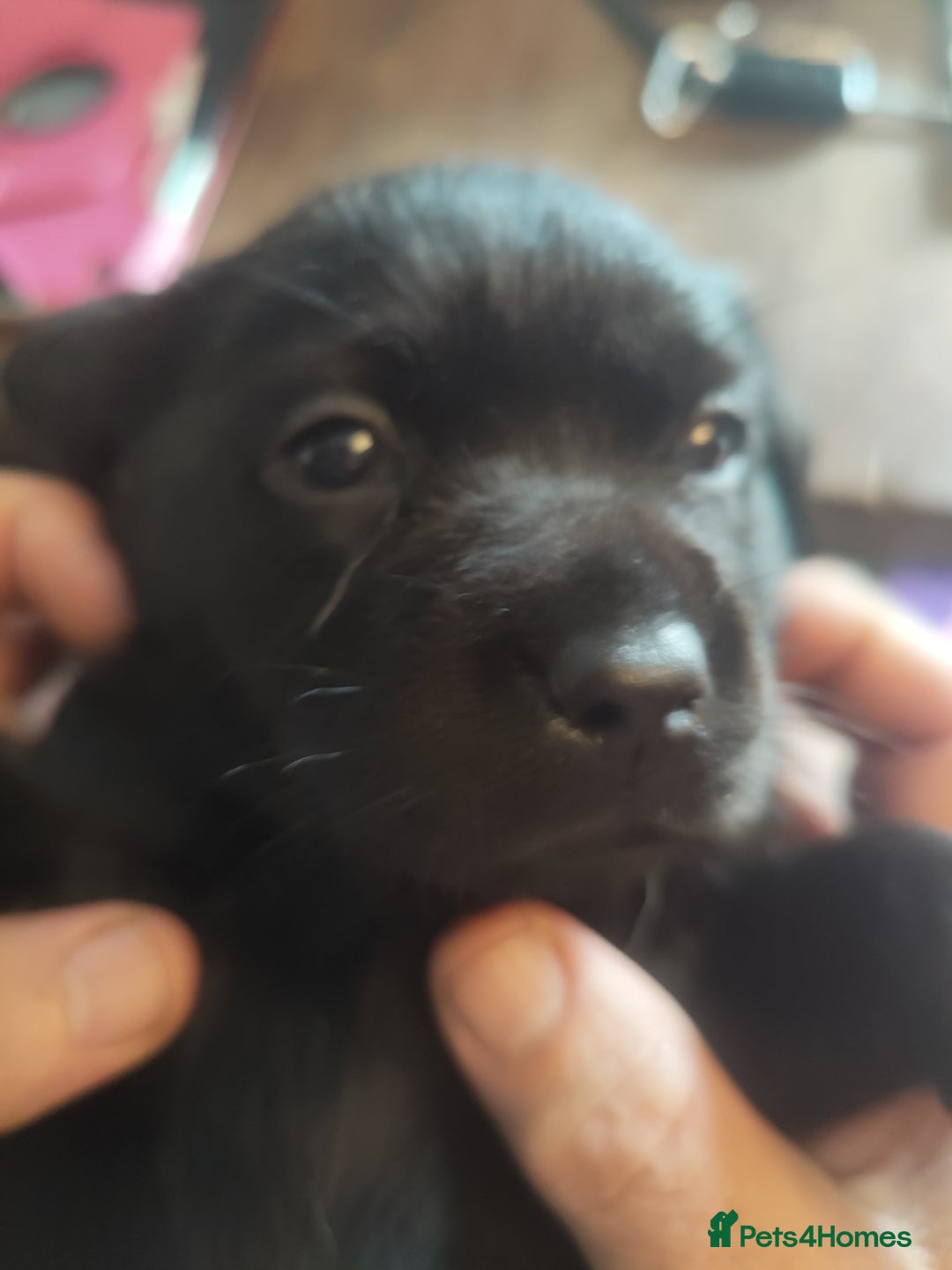 Labrador Retriever dogs for sale: Beautiful pedigree black Labrador pup's  - Image 9