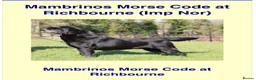 Labrador Retriever dogs for sale: Chunky Show Type Black Boy Labrador Puppy - Advert 4