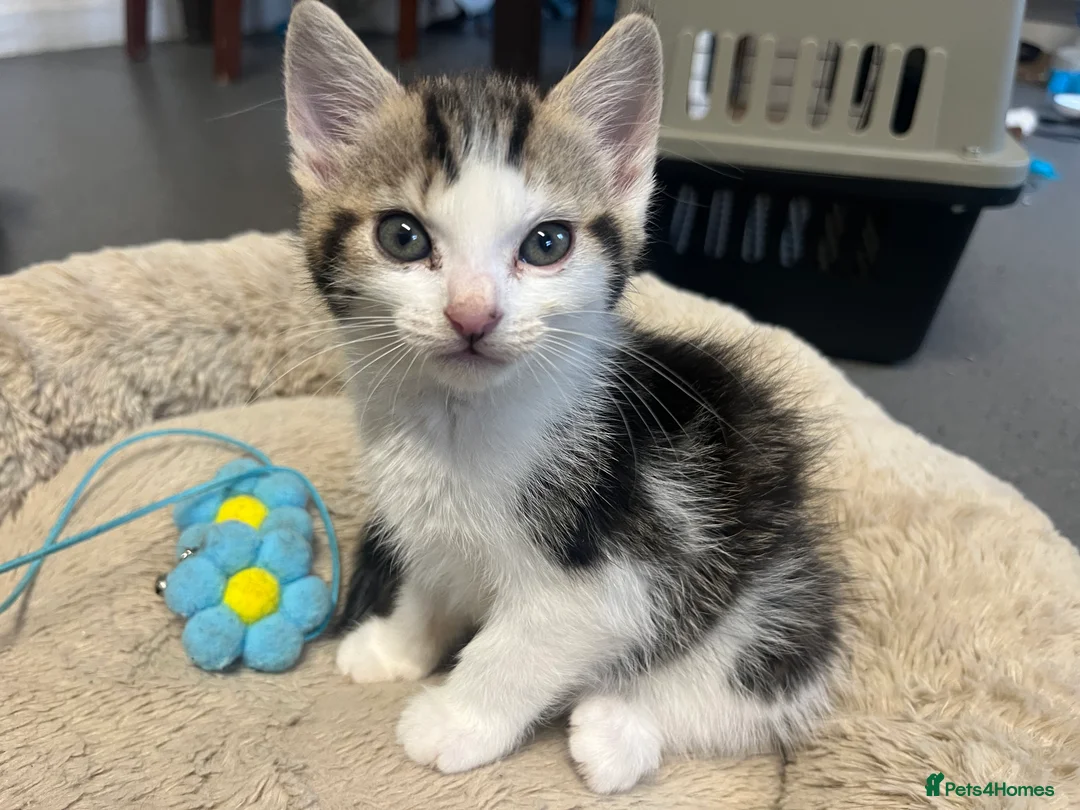 Mixed Breed cats for sale: Stunning 8 week old Mixed Breed Female kittens - Advert 1