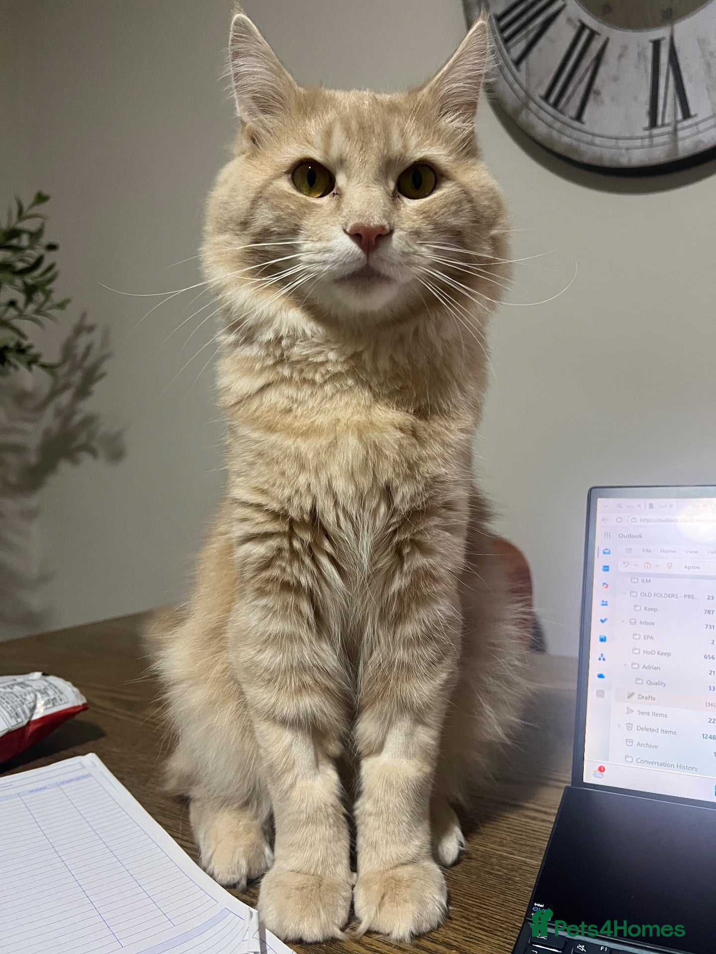 Maine Coon cats for sale: Main Coon 7 Months Cream/light Ginger  - Advert 22
