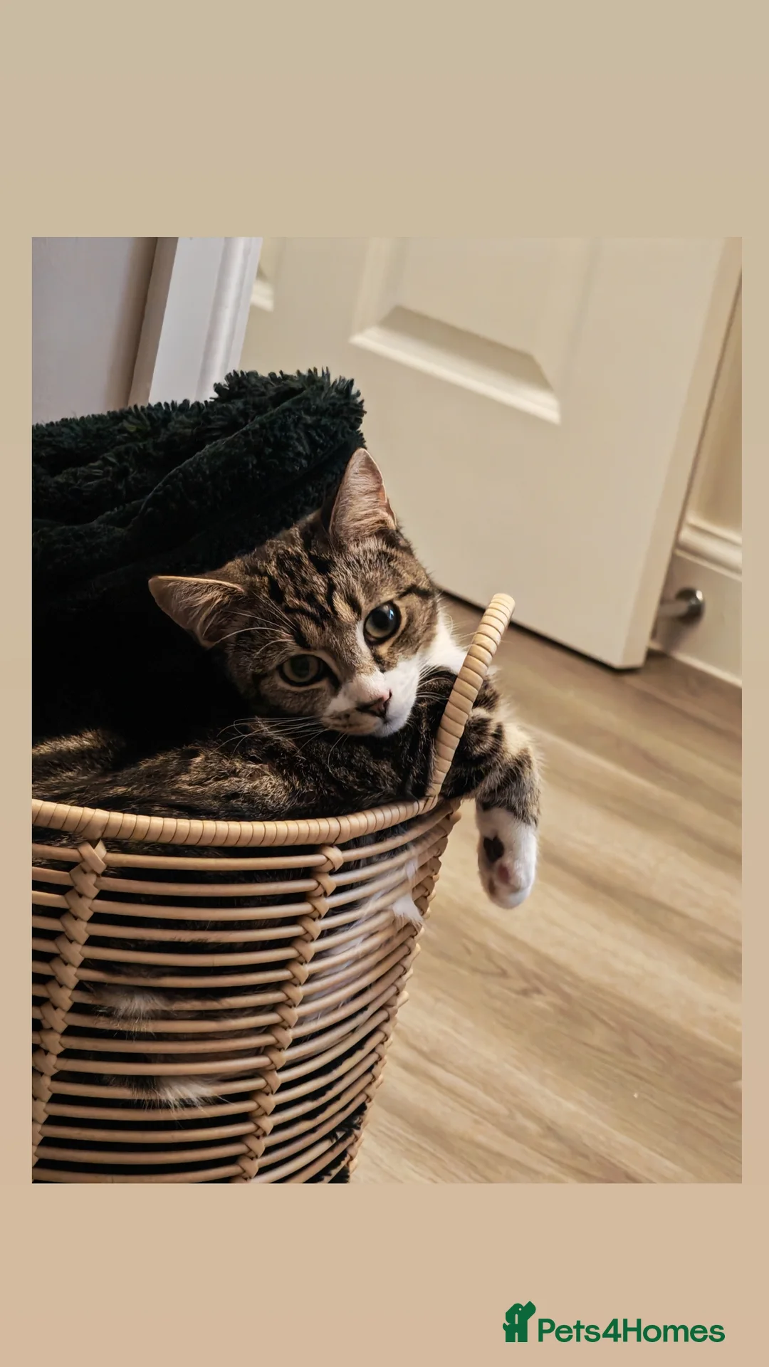 Mixed Breed cats for sale: Bonded pair of 1 year old kittens - Advert 8