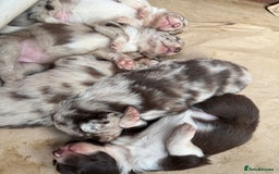 Border Collie dogs for sale: Beautiful Red Merle & Red Border Collie Puppies - Advert 4