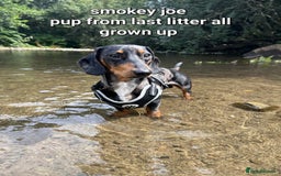 Miniature Dachshund dogs for sale: Ready to leave Miniature dachshunds cearphilly  - Image 11