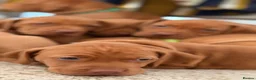 Hungarian Vizsla dogs for sale: Gorgeous Vizsla puppies (DOB18/4) 2 girls, 2 boys - Advert 6