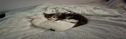 Mixed Breed cats for sale: Mainecoon cross cat - Advert 1
