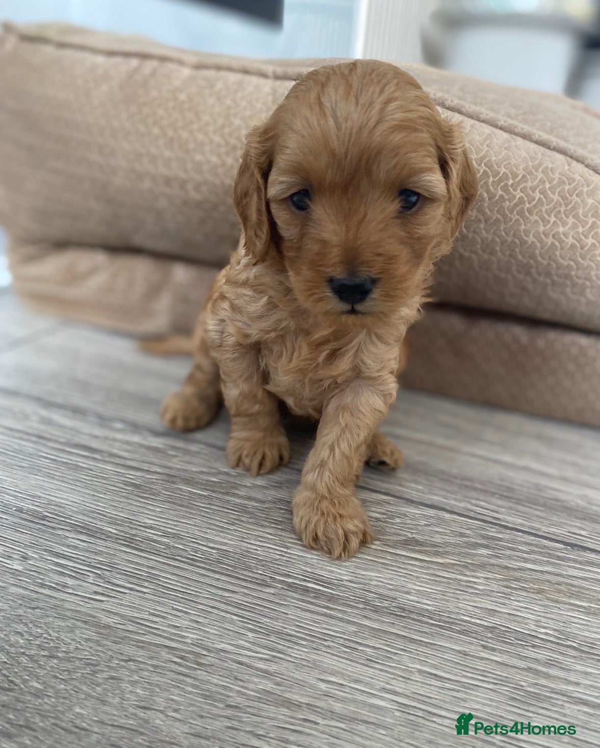 Cavapoo dogs Toy Cavapoo Puppies - Advert 9