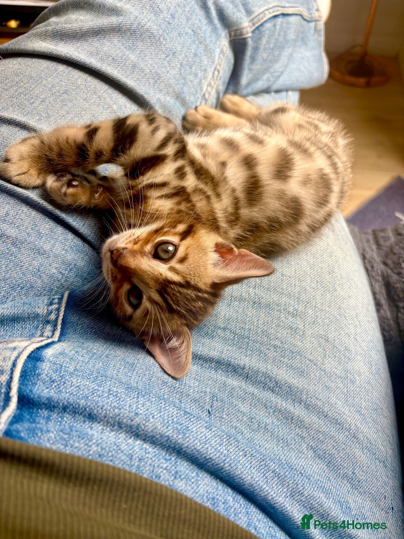 Bengal cats 🩵FINAL BENGAL KITTEN FOR FOREVER HOME🩵 - Advert 2