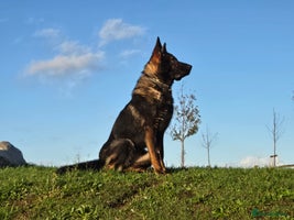 German Shepherd dogs Top quality GSD Female for sale - Advert 2
