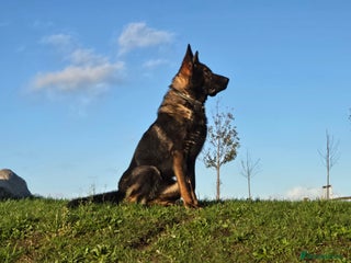 German Shepherd dogs Top quality GSD Female for sale - Advert 18