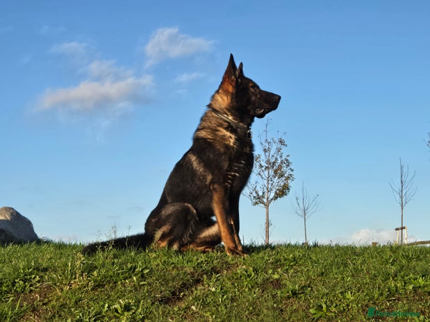 German Shepherd dogs Top quality GSD Female for sale - Advert 3