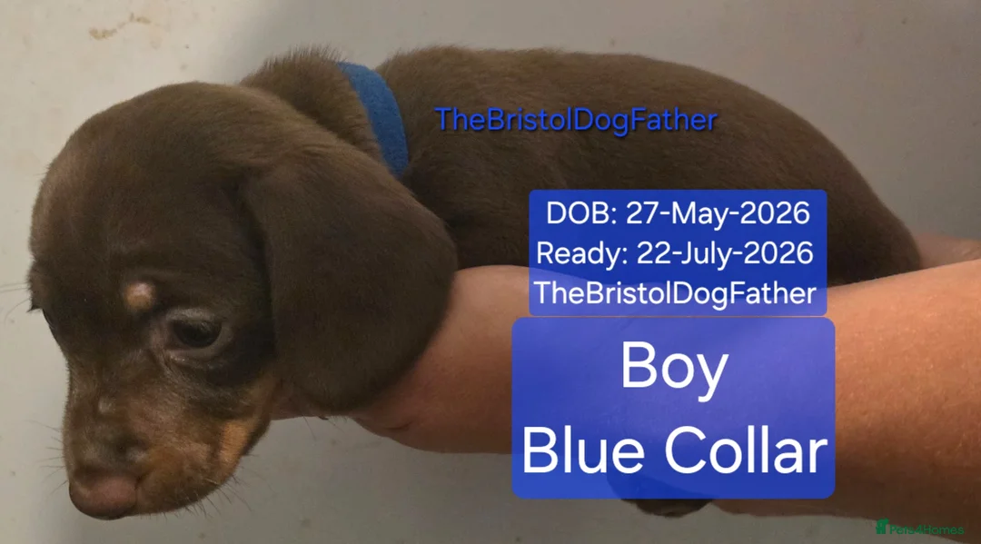 Miniature Dachshund dogs for sale: Miniature Dachshund Smooth Haired Puppies - Advert 12