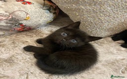Mixed Breed cats for sale: X Siamese Adorable Kittens (white reserved now) - Image 13