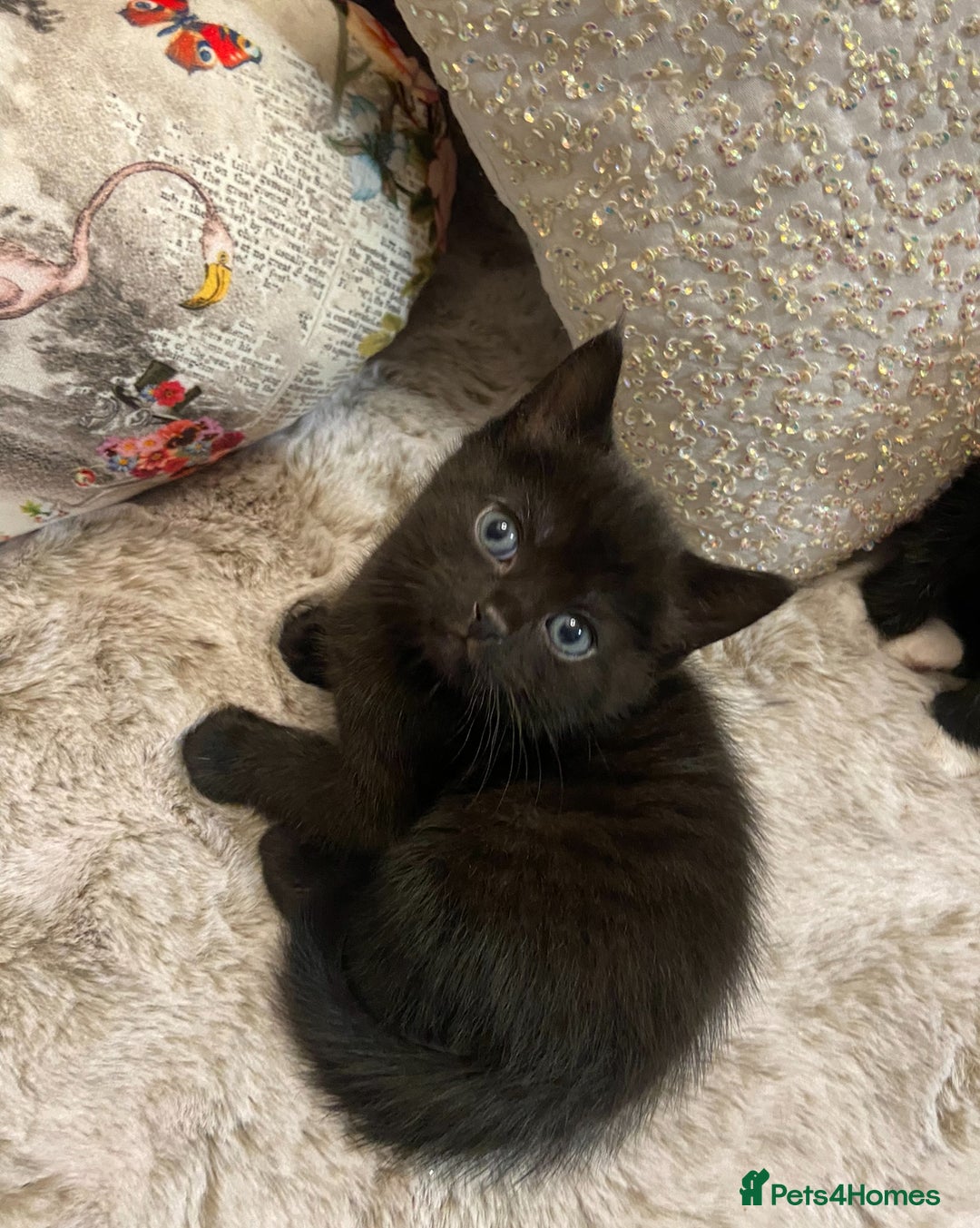 Mixed Breed cats for sale: X Siamese Adorable Kittens (white reserved now) - Image 13