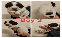 Sprocker dogs for sale: Lovely Sprocker Puppies  - Image 3