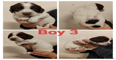 Sprocker dogs - Advert 10