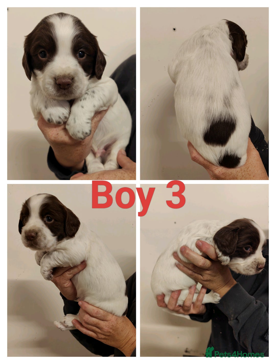 Sprocker dogs for sale: Lovely Sprocker Puppies  - Image 3