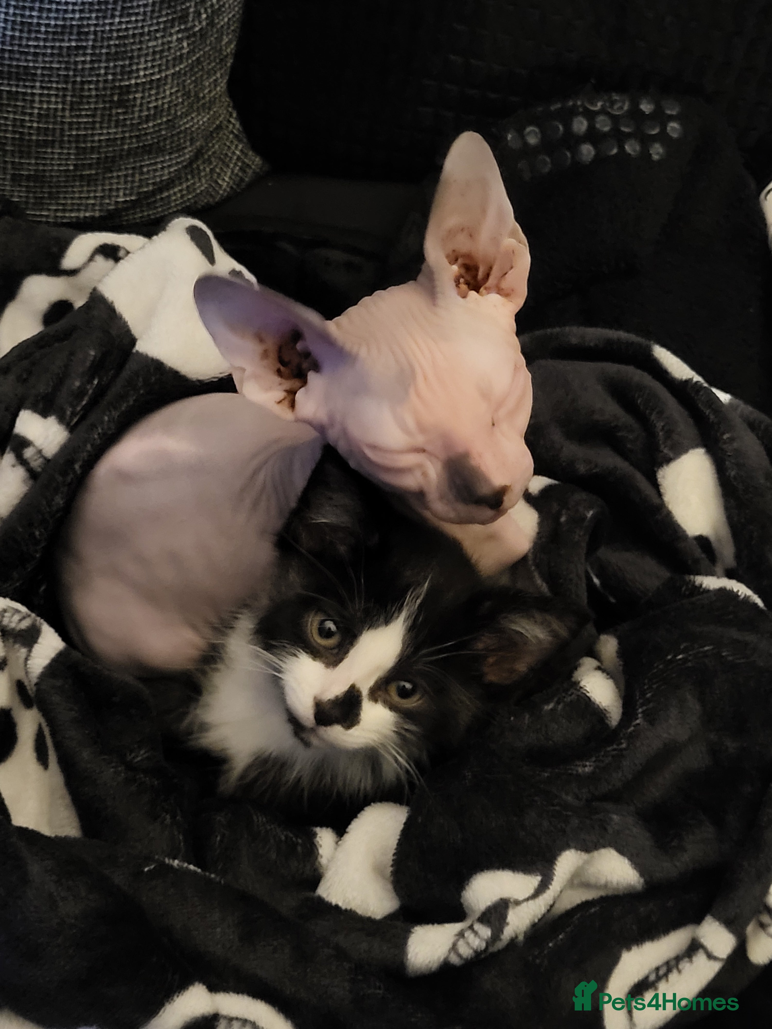 Mixed Breed cats 2 Male Kittens (Sphynx and Tuxedo) - Advert 1