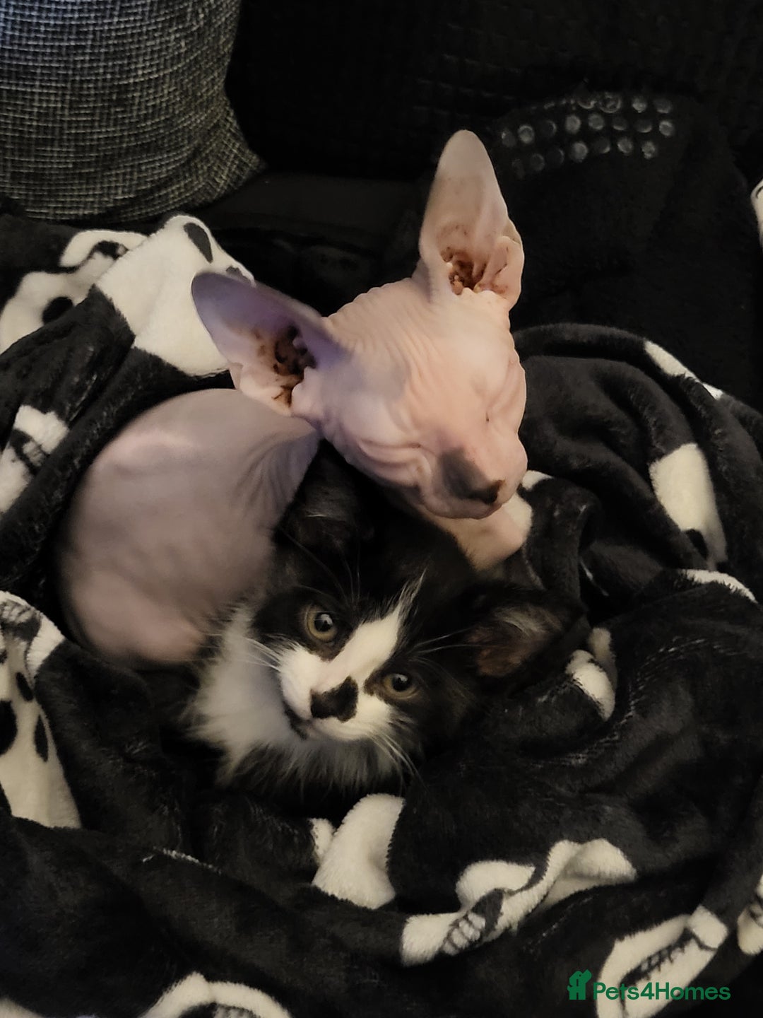 Mixed Breed cats for sale: 2 Male Kittens (Sphynx and Tuxedo) - Advert 1